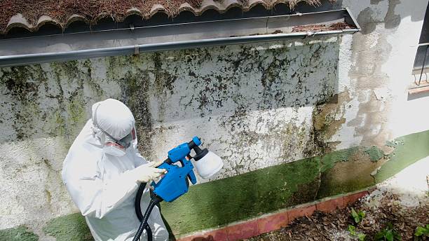 Top rated local Mold Remediation specialists in Coalport, PA